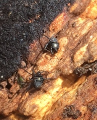 Nemastoma bimaculatum