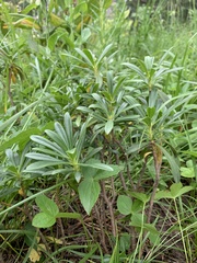 Daphne glomerata