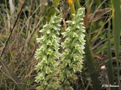 Brachystele unilateralis