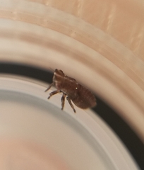 Ulopa carneae