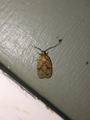 Agonopterix robiniella