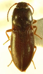 Hypnoidus rivularius