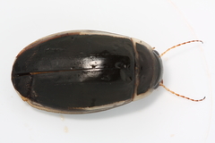 Dytiscus alaskanus