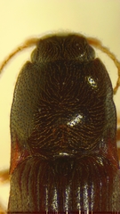 Hypnoidus rivularius