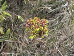 Calceolaria integrifolia