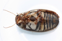 Dytiscus alaskanus