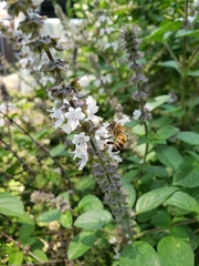 Apis mellifera
