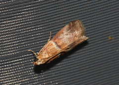 Acrobasis repandana