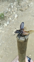 Lucanus tetraodon