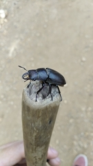 Lucanus tetraodon