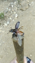 Lucanus tetraodon