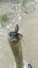 Lucanus tetraodon