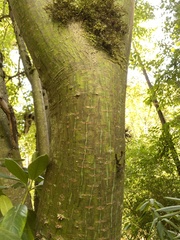 Acer capillipes