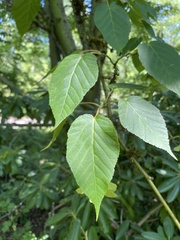 Acer capillipes