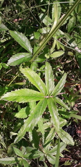 Comarum palustre