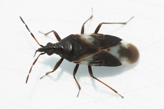 Anthocoris musculus