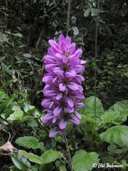 Francoa appendiculata