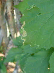Agromyza flaviceps