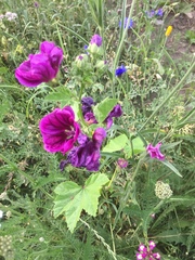 Malva sylvestris mauritiana