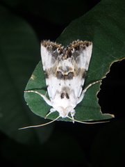 Calophasia opalina