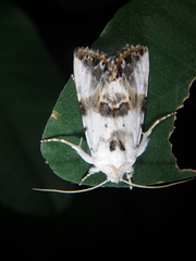 Calophasia opalina