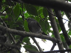 Myiothlypis leucoblephara