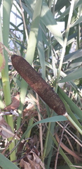 Typha latifolia