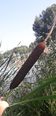 Typha latifolia