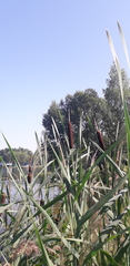 Typha latifolia