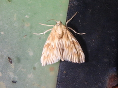 Cynaeda gigantea