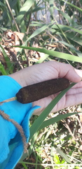 Typha latifolia