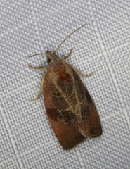 Evora hemidesma
