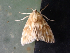 Cynaeda gigantea