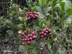 Gaultheria insana