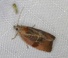 Evora hemidesma