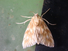 Cynaeda gigantea