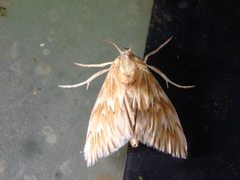 Cynaeda gigantea