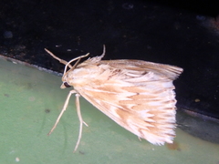 Cynaeda gigantea