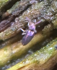 Lepidocyrtus cyaneus