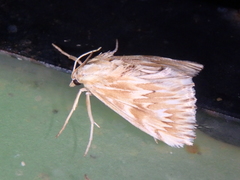 Cynaeda gigantea