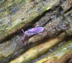 Lepidocyrtus cyaneus