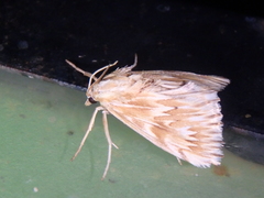 Cynaeda gigantea