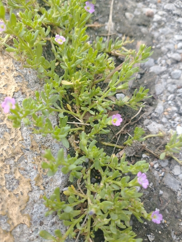 Petunia parviflora iNat (3)