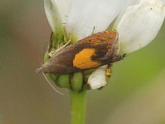 Dichrorampha alpinana