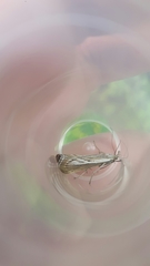 Catoptria combinella