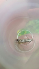 Catoptria combinella