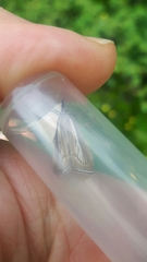 Catoptria combinella