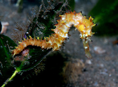 Hippocampus histrix