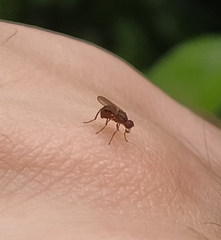 Nemopoda nitidula