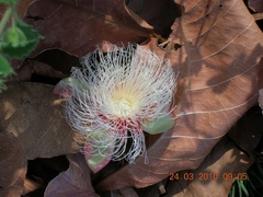 Caryocaraceae